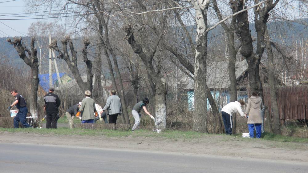 Побелка деревьев по ул.Зыряновская